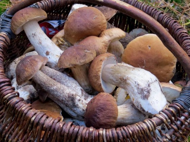 Funghi